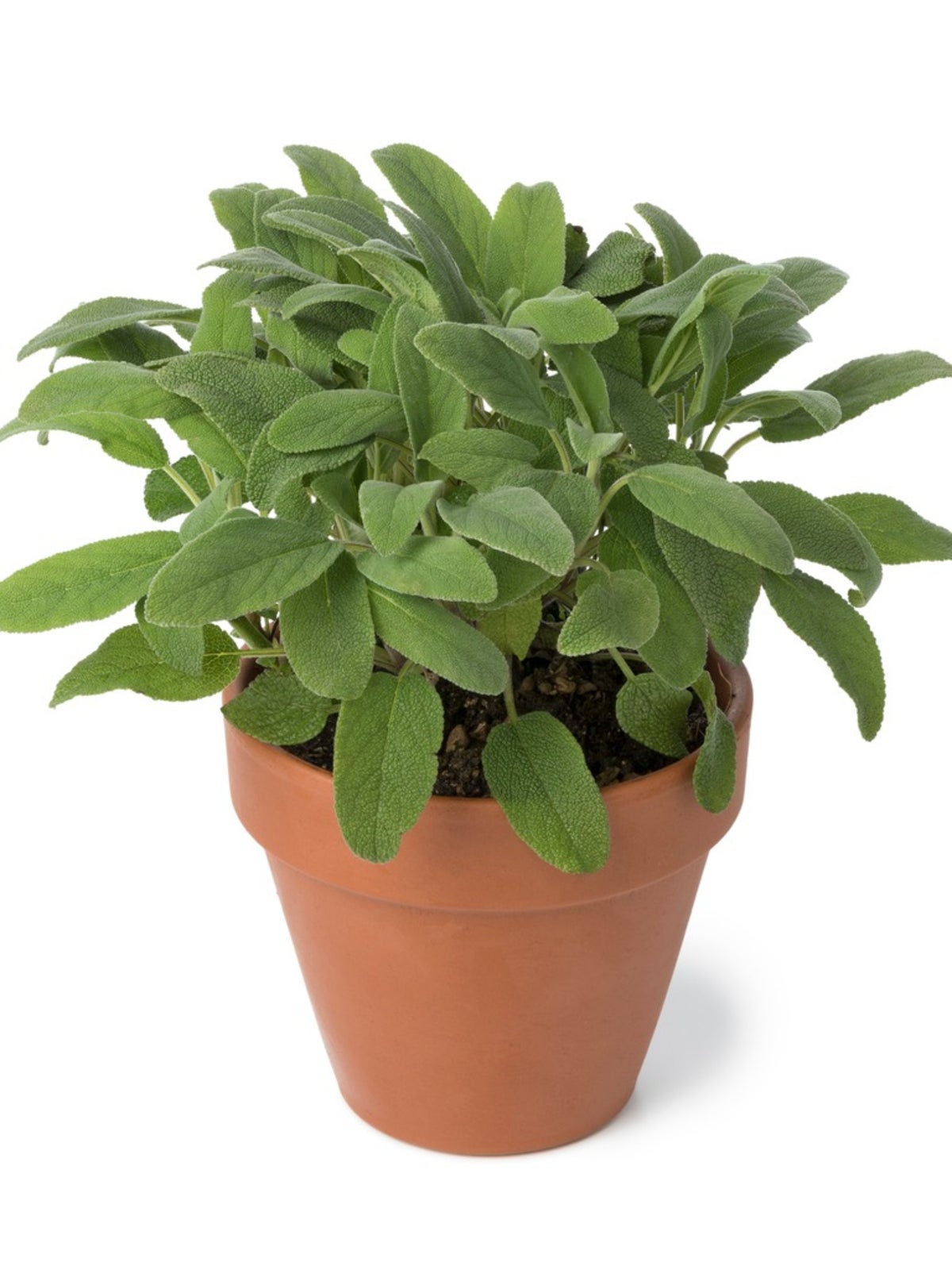 Sage baby plant in nursery pot