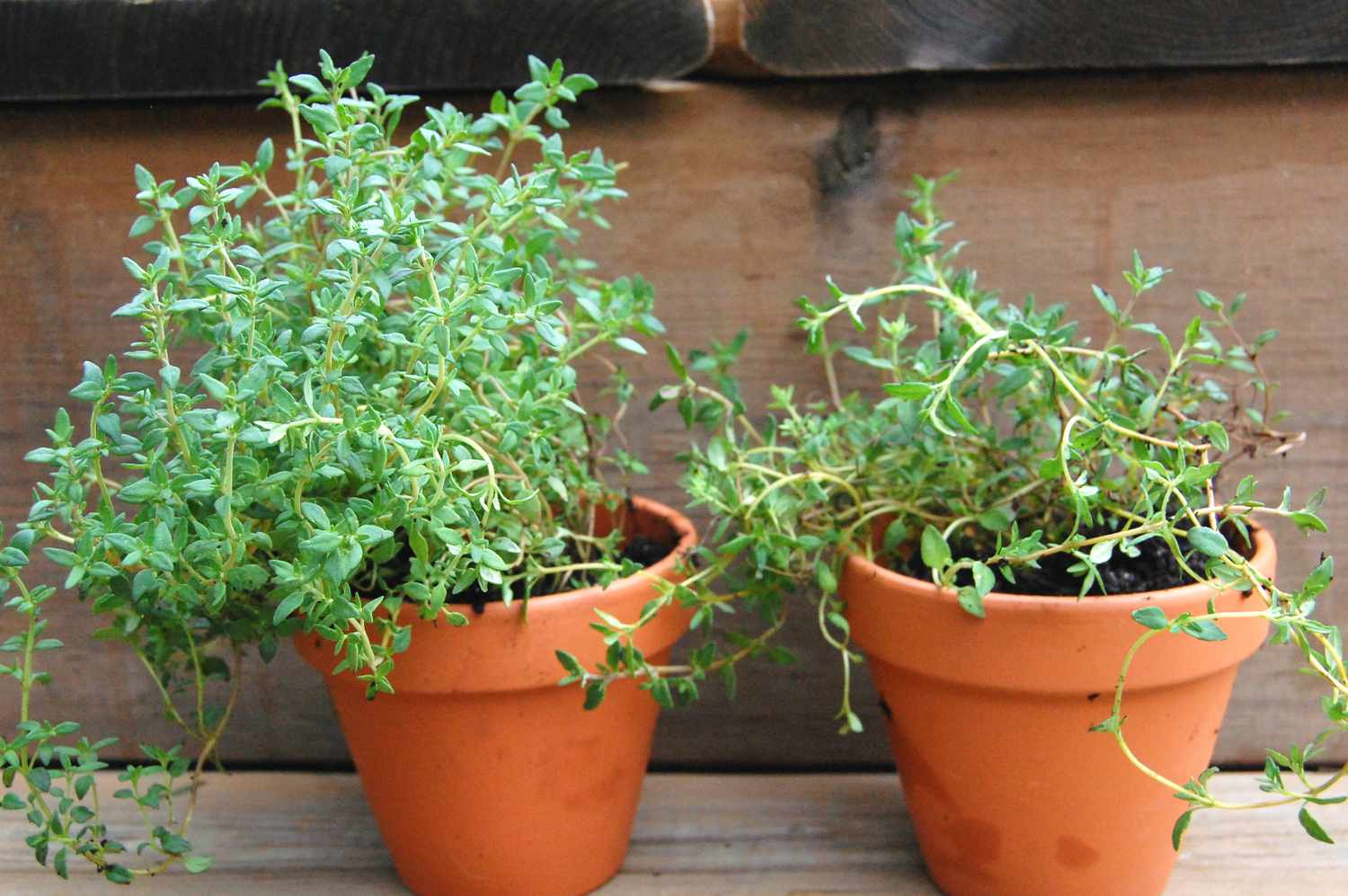 Thyme baby plant in nursery pot