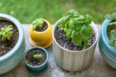Basil baby plant in nursery pot