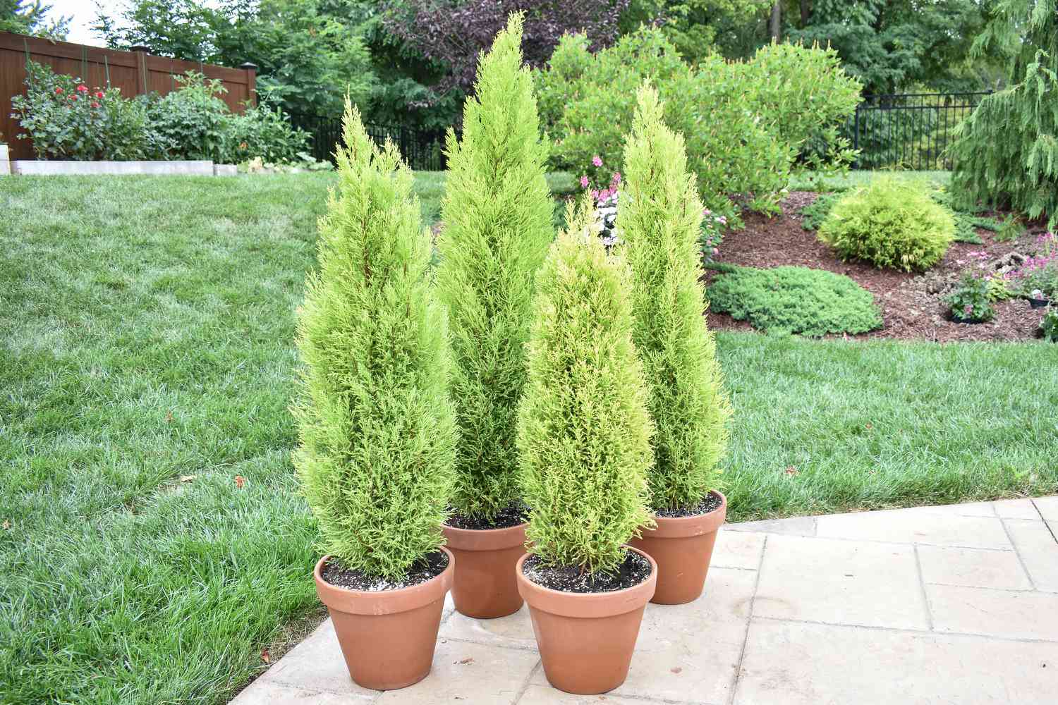 Cypress tree baby plant in nursery pot