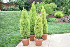 Cypress tree baby plant in nursery pot