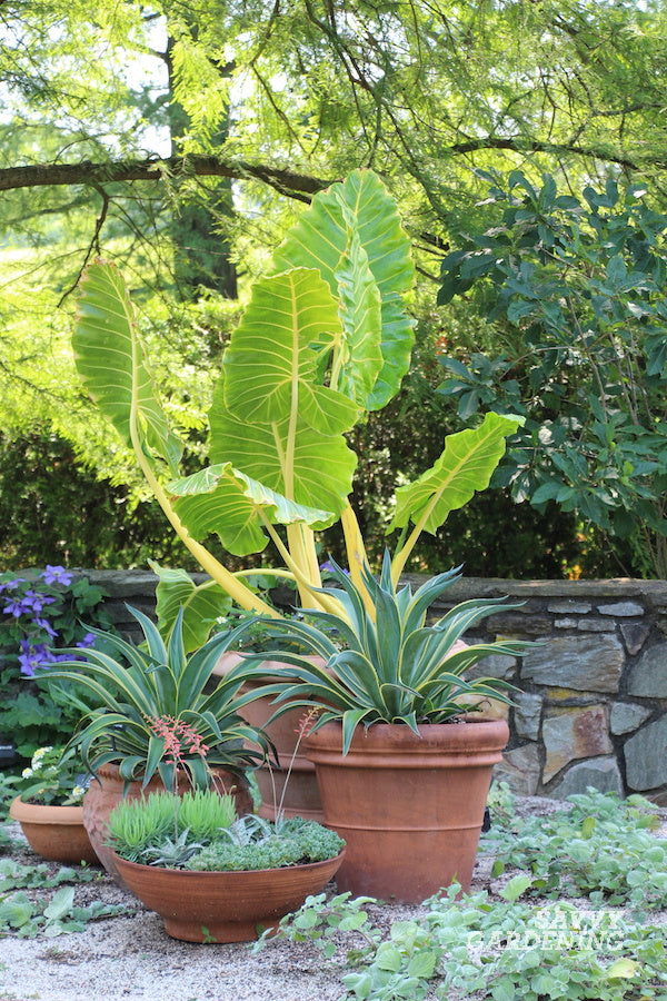 Colocasia baby plant in nursery pot
