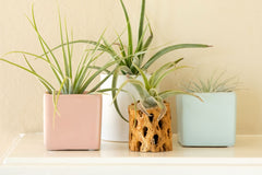 Airborne plants / Air plants baby plant in nursery pot