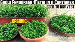 Fenugreek / Methi baby plant in nursery pot