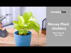 Money Plant Golden, Scindapsus Golden - Plant