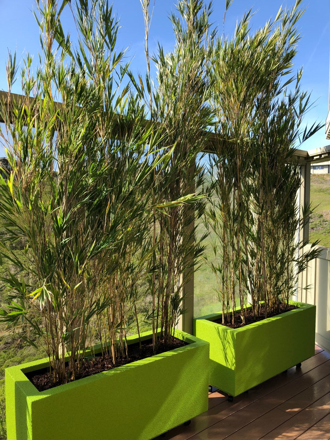 Bamboo baby plant in nursery pot