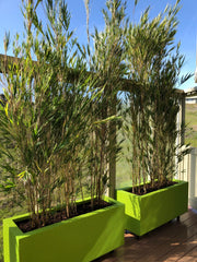 Bamboo baby plant in nursery pot
