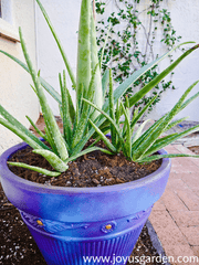 Alovera baby plant in nursery pot