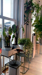 plants for living room