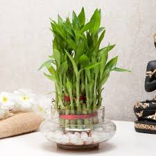 LUCKY BAMBOO