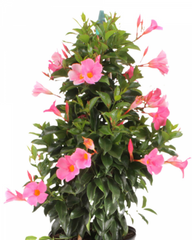 Vadalia baby plant in nursery pot