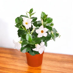 Mandevilla (White) - Plant