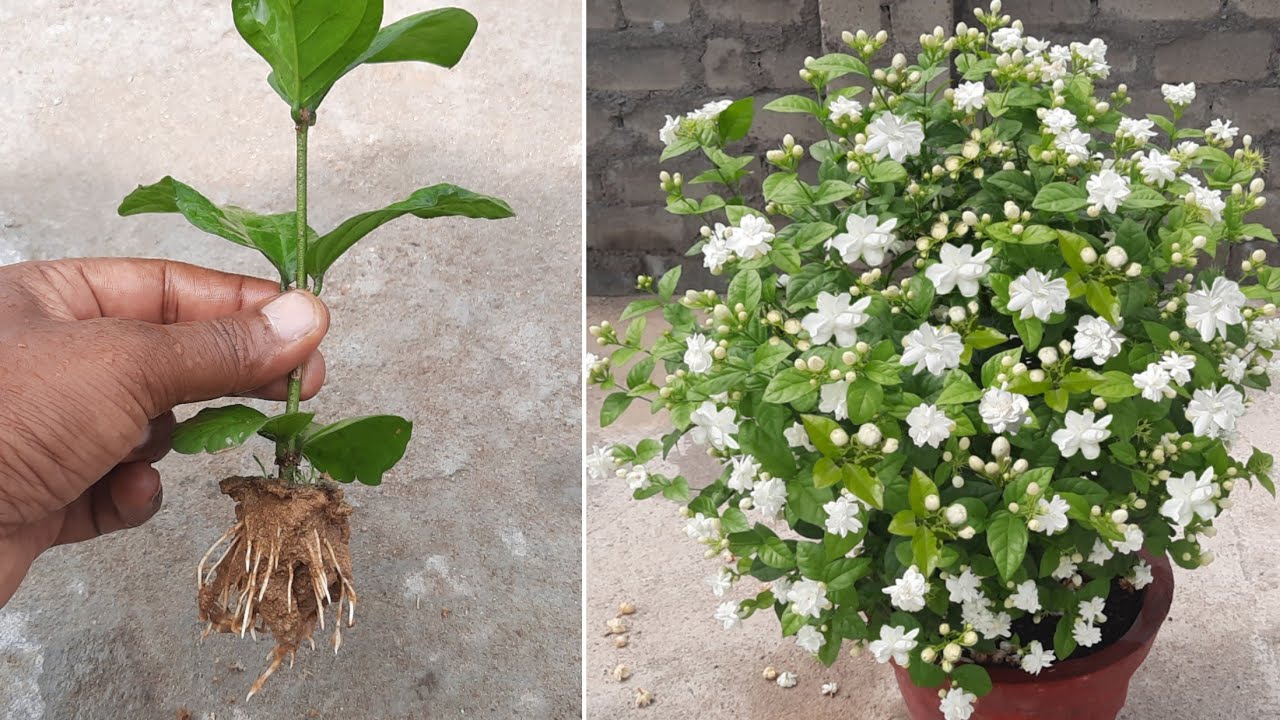 Mogra baby plant in nursery pot
