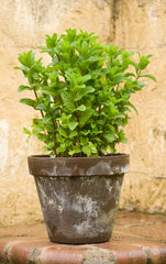 Peppermint baby plant in nursery pot