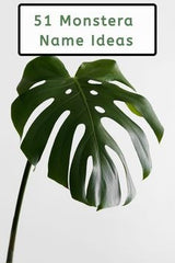 Jasmine Flower Plant Belful/ Mogra Plant 09