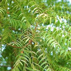 Neem Tree – nature’s ultimate healer and guardian! With its lush green leaves and strong