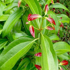 True Cinnamon, Bay Leaf, Tamala Patram - Plant