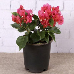 Bougainvillea (Red) - Plant