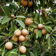 Chikoo, Sapota, Chiku Fruit (Grafted) - Plant