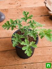 Citronella, Odomas - Plant