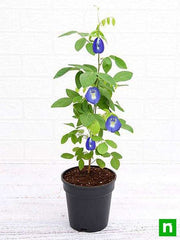 Clitoria Ternatea, Gokarna (Blue) - Plant