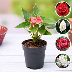 Express Love with these 5 plants