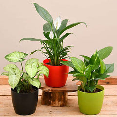 Air Purifying Indoor Plants for Office Desk
