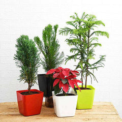 Charming Christmas Celebrations