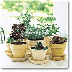 Comfortable 3BHK (Classic) Plant Decor Pack