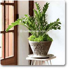Comfortable 3BHK (Economy) Plant Decor Pack