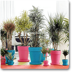 Cozy 2BHK (Classic) Plant Decor Pack