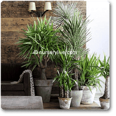 Cozy 2BHK (Economy) Plant Decor Pack