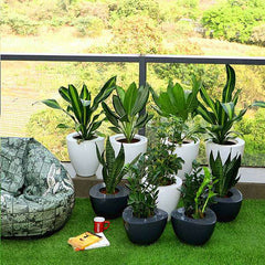 Decorate Indirect Light Receiving Balcony with Garden Plants