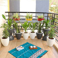 Evergreen Foliage Plants for Easy Balcony Gardening