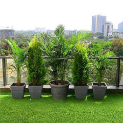Evergreen Plants for Terrace Garden