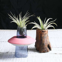 Everlasting Air Plant Combo For Decorating Spaces