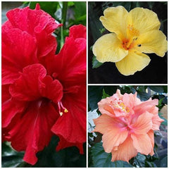 Hibiscus (Pack of 3) - Plant