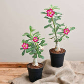 Set of 2 Bonsai Looking Grafted Adeniums