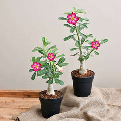 Set of 2 Bonsai Looking Grafted Adeniums