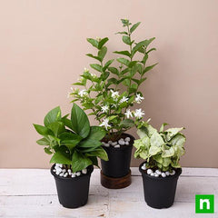 Set of 3 Air Purifier n Summer Cooling Plants Pack