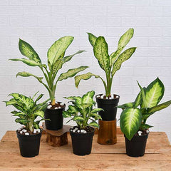 Set of 5 Dieffenbachia for Indoor Plant Decoration