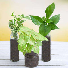 The Good Vibes Starter Pack