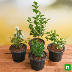 Top 4 All Year Flowering Plants Pack