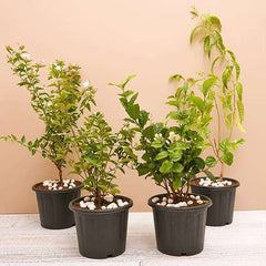 Top 4 Jasmine Flowering Plants for Fragrance