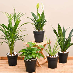 Top 5 air purifier and oxygen enriching plant pack