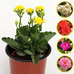 Top 5 flowering succulents