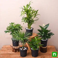 Top 5 Indoor Garden Plants to Remove Air Toxins