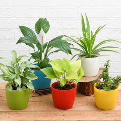 Top 5 Plants for Healthy and Prosperous New Year