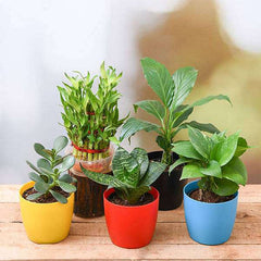 Top 5 Plants to Attract Money