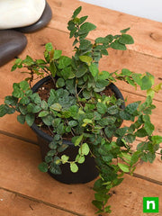 Creeping fig Plant, Ficus pumila - Plant